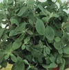 OREGANO