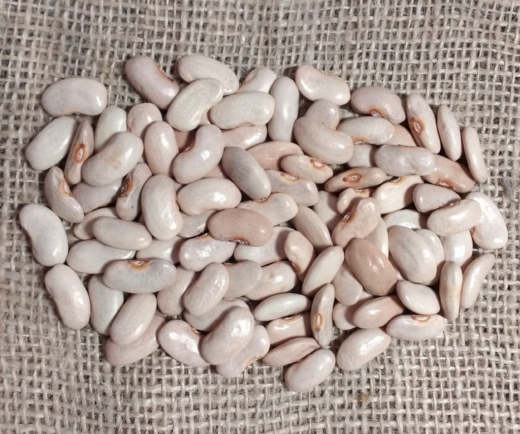 TARBAIS – Beans and Herbs