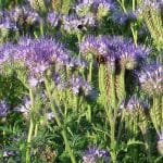 PHACELIA