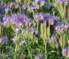 PHACELIA