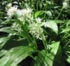 RAMSONS Wild Garlic