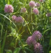 CLOVER Red