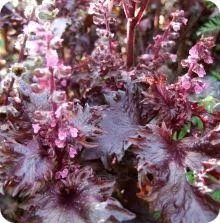 PERILLA Red Shiso