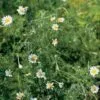CHAMOMILE Roman