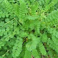 SALAD BURNET