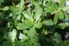 PURSLANE Summer