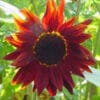 SUNFLOWER Red
