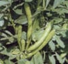 BROAD BEAN Super Aquadulce