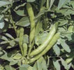 BROAD BEAN Super Aquadulce