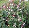 SWEET PEA Painted Lady