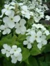 SWEET ROCKET White