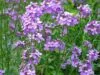SWEET ROCKET Violet