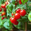 TOMATO Garden Pearl