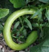 COURGETTE Tromboncino