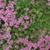 THYME Red Creeping