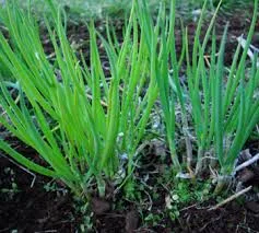 WELSH ONION