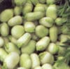 BROAD BEAN Witkiem