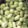 BROAD BEAN Witkiem