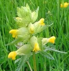 YELLOW RATTLE