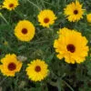 CALENDULA Pot Marigold