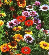 CHRYSANTHEMUM carinatum