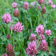 CLOVER Red