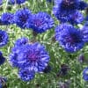 CORNFLOWER