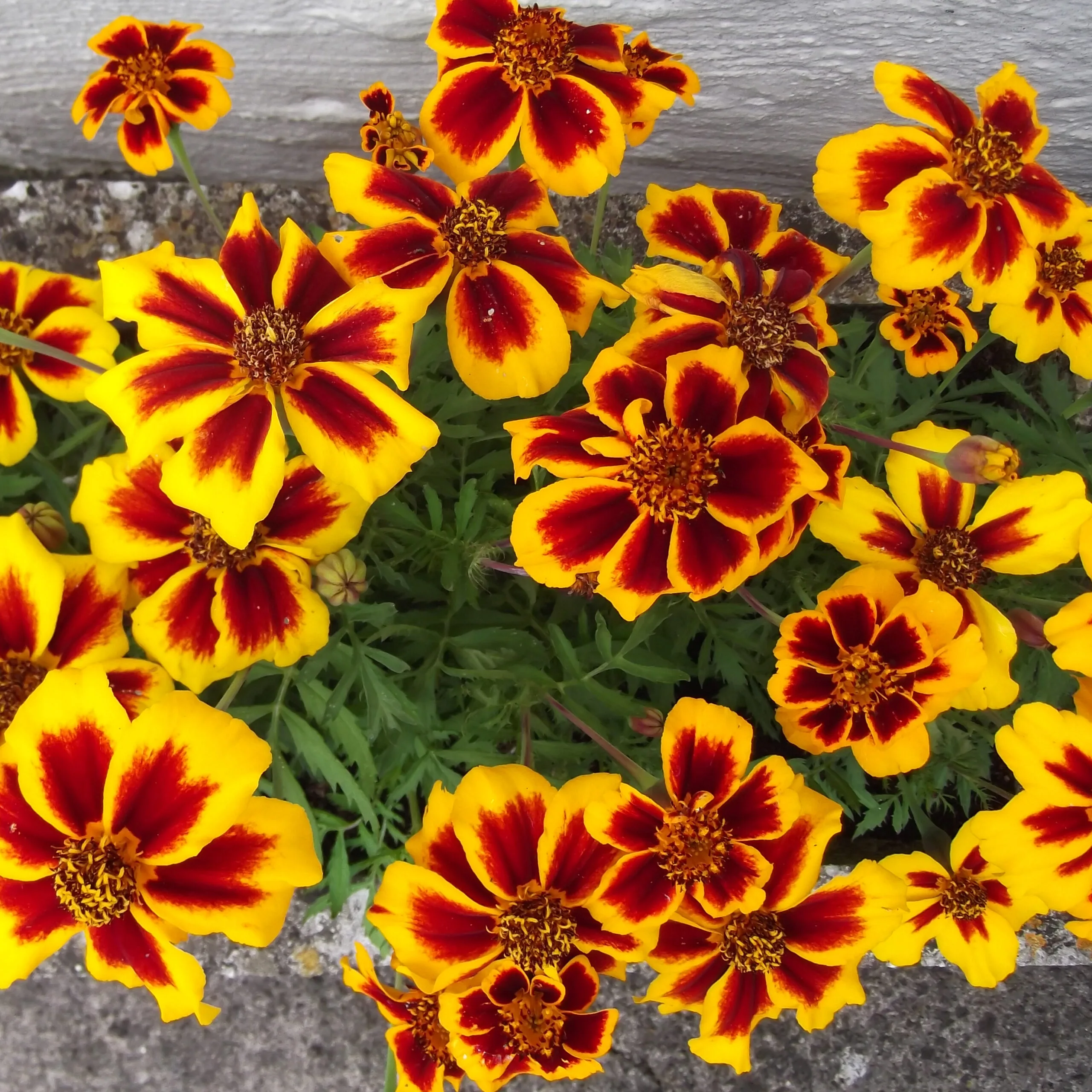 FRENCH MARIGOLD