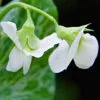 PEA