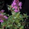 THYME