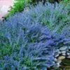 CATMINT