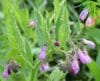COMFREY