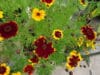 COREOPSIS