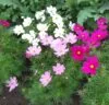 COSMOS Mixed Colours