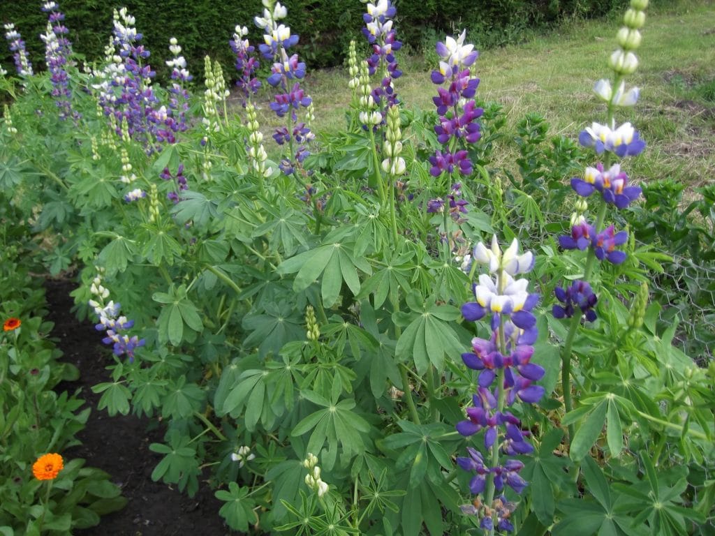 LUPIN Sunrise Beans and Herbs
