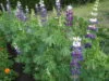 LUPIN Sunrise
