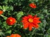 MEXICAN SUNFLOWER