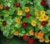 NASTURTIUM Mixed Colours