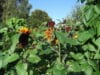 SUNFLOWER Red