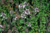 THYME