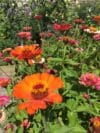 ZINNIA Dahlia Flowered Mix