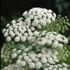 AMMI majus