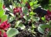 BROAD BEAN Crimson Flowered