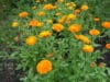 CALENDULA Orange