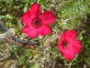 FLAX Red