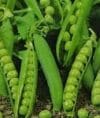 PEA PETIT POIS Provencal