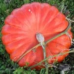 PUMPKIN Rouge Vif d'Etampes