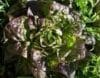 LETTUCE Rougette de Montpelier
