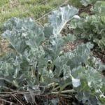 SEA KALE