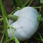 SQUASH Hungarian Blue